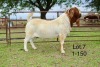 1X BOER GOAT STUD BUCK SAKKIE EN NICKY NELL BOERBOKKE