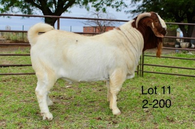 1X BOER GOAT FLOCK BUCK SAKKIE EN NICKY NELL BOERBOKKE