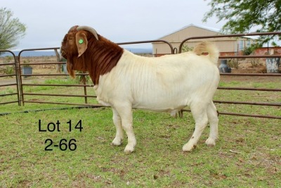 1X BOER GOAT FLOCK ON COLOUR BUCK SAKKIE EN NICKY NELL BOERBOKKE