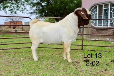 1X BOER GOAT FLOCK BUCK SAKKIE EN NICKY NELL BOERBOKKE