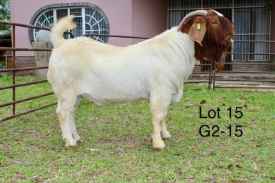 1X BOER GOAT FLOCK BUCK SAKKIE EN NICKY NELL BOERBOKKE