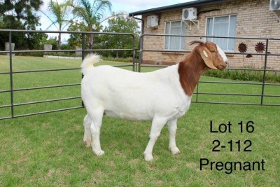 1X BOER GOAT STUD DOE SAKKIE EN NICKY NELL BOERBOKKE