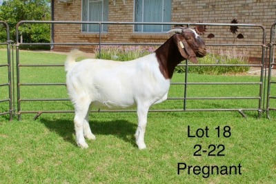 1X BOER GOAT STUD DOE SAKKIE EN NICKY NELL BOERBOKKE