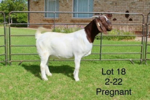1X BOER GOAT STUD DOE SAKKIE EN NICKY NELL BOERBOKKE
