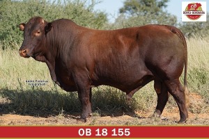 LOT 10 - OB 180155 SP - BONKA BONSMARA (PTY) LTD