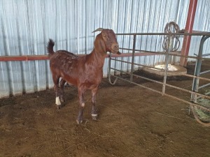 LOT  66 -  1X (F) KALAHARI RED  JAN SQUARE FARMING/JAN BEUKES