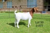 1X BOER GOAT STUD DOE SAKKIE EN NICKY NELL BOERBOKKE