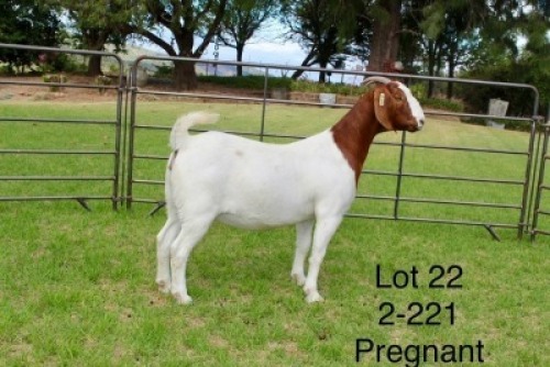 1X BOER GOAT STUD DOE SAKKIE EN NICKY NELL BOERBOKKE