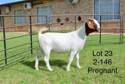 1X BOER GOAT STUD DOE SAKKIE EN NICKY NELL BOERBOKKE