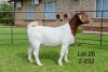 1X BOER GOAT STUD DOE SAKKIE EN NICKY NELL BOERBOKKE