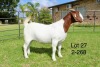 1X BOER GOAT STUD DOE SAKKIE EN NICKY NELL BOERBOKKE