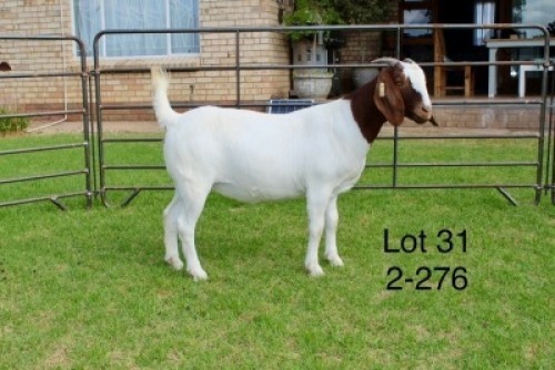 1X BOER GOAT FLOCK DOE SAKKIE EN NICKY NELL BOERBOKKE