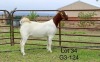 1X BOER GOAT STUD DOE SAKKIE EN NICKY NELL BOERBOKKE