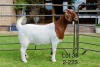 1X BOER GOAT FLOCK DOE SAKKIE EN NICKY NELL BOERBOKKE