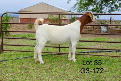 1X BOER GOAT STUD DOE SAKKIE EN NICKY NELL BOERBOKKE