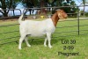 1X BOER GOAT STUD DOE SAKKIE EN NICKY NELL BOERBOKKE