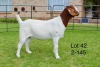 1X BOER GOAT FLOCK DOE SAKKIE EN NICKY NELL BOERBOKKE