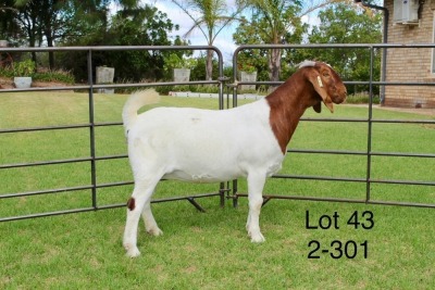 1X BOER GOAT STUD DOE SAKKIE EN NICKY NELL BOERBOKKE