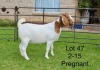 1X BOER GOAT STUD DOE SAKKIE EN NICKY NELL BOERBOKKE