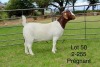 1X BOER GOAT FLOCK DOE SAKKIE EN NICKY NELL BOERBOKKE