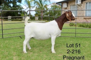 1X BOER GOAT FLOCK DOE SAKKIE EN NICKY NELL BOERBOKKE