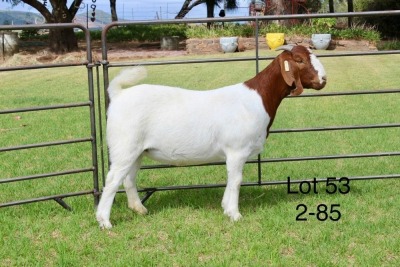 1X BOER GOAT STUD DOE SAKKIE EN NICKY NELL BOERBOKKE