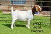 1X BOER GOAT FLOCK DOE SAKKIE EN NICKY NELL BOERBOKKE