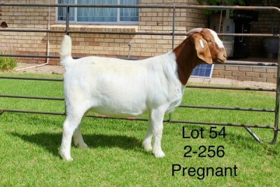 1X BOER GOAT FLOCK DOE SAKKIE EN NICKY NELL BOERBOKKE