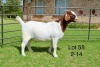 1X BOER GOAT STUD DOE SAKKIE EN NICKY NELL BOERBOKKE