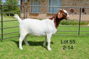 1X BOER GOAT STUD DOE SAKKIE EN NICKY NELL BOERBOKKE