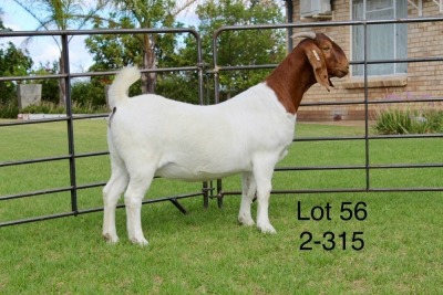 1X BOER GOAT FLOCK DOE SAKKIE EN NICKY NELL BOERBOKKE