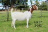 1X BOER GOAT FLOCK DOE SAKKIE EN NICKY NELL BOERBOKKE