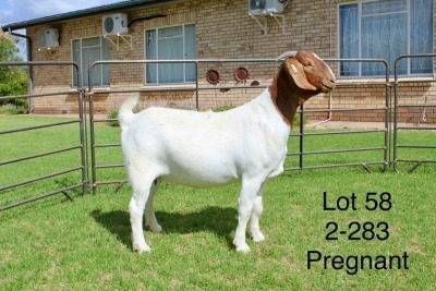 1X BOER GOAT FLOCK DOE SAKKIE EN NICKY NELL BOERBOKKE