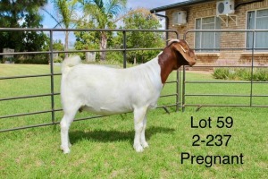 1X BOER GOAT FLOCK DOE SAKKIE EN NICKY NELL BOERBOKKE