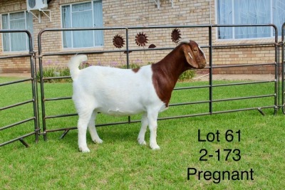 1X BOER GOAT FLOCK DOE SAKKIE EN NICKY NELL BOERBOKKE