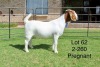 1X BOER GOAT FLOCK DOE SAKKIE EN NICKY NELL BOERBOKKE