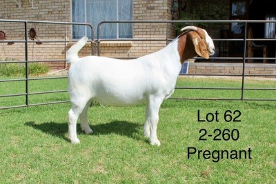 1X BOER GOAT FLOCK DOE SAKKIE EN NICKY NELL BOERBOKKE