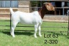 1X BOER GOAT STUD DOE SAKKIE EN NICKY NELL BOERBOKKE