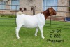 1X BOER GOAT STUD DOE SAKKIE EN NICKY NELL BOERBOKKE