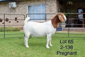 1X BOER GOAT STUD DOE SAKKIE EN NICKY NELL BOERBOKKE