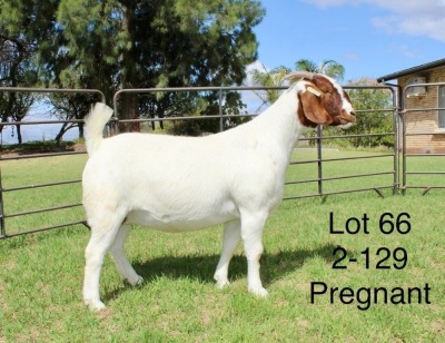 1X BOER GOAT STUD DOE SAKKIE EN NICKY NELL BOERBOKKE