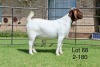 1X BOER GOAT FLOCK DOE SAKKIE EN NICKY NELL BOERBOKKE