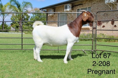 1X BOER GOAT FLOCK DOE SAKKIE EN NICKY NELL BOERBOKKE