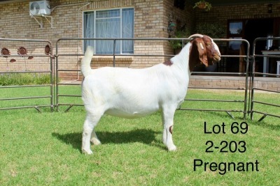 1X BOER GOAT FLOCK DOE SAKKIE EN NICKY NELL BOERBOKKE