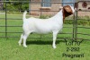 1X BOER GOAT FLOCK DOE SAKKIE EN NICKY NELL BOERBOKKE