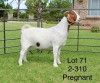 1X BOER GOAT FLOCK DOE SAKKIE EN NICKY NELL BOERBOKKE