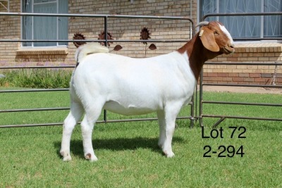 1X BOER GOAT FLOCK DOE SAKKIE EN NICKY NELL BOERBOKKE