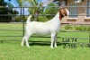 1X BOER GOAT STUD DOE SAKKIE EN NICKY NELL BOERBOKKE