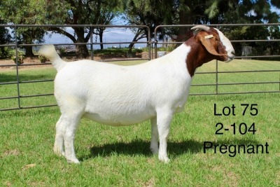 1X BOER GOAT STUD DOE SAKKIE EN NICKY NELL BOERBOKKE