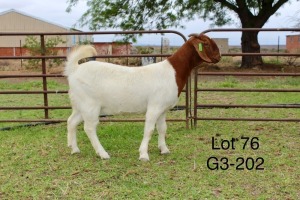 1X BOER GOAT FLOCK DOE SAKKIE EN NICKY NELL BOERBOKKE